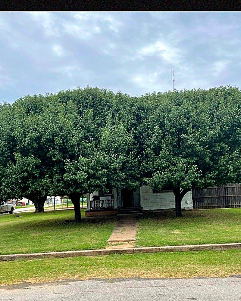 Overgrown trees crowding the front of a Wichita Falls house