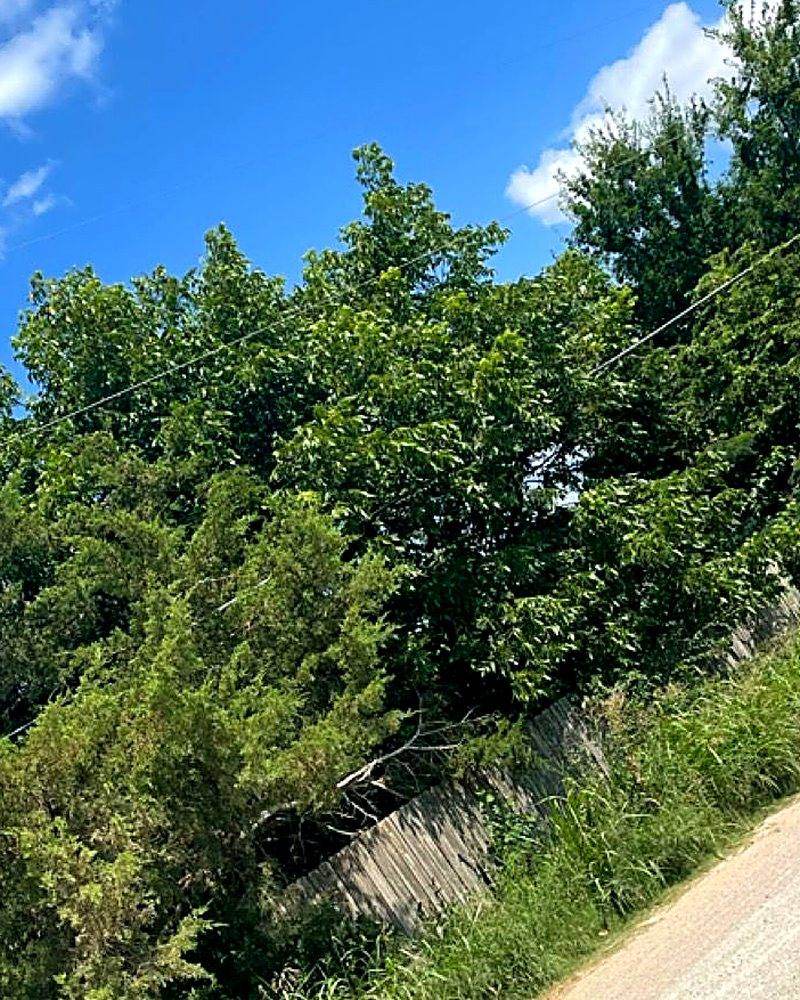 Trees and brush grown over a fence line and driveway