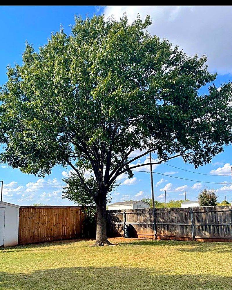 A Wichita Falls back yard after a Voltage crew finished