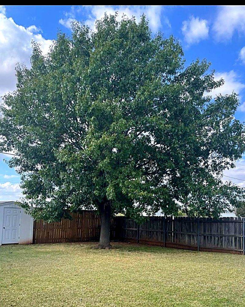 A shade tree with a dense canopy hanging low over a back fence