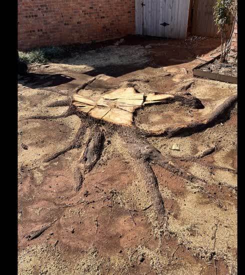 A cut tree stump and root flare in a backyard