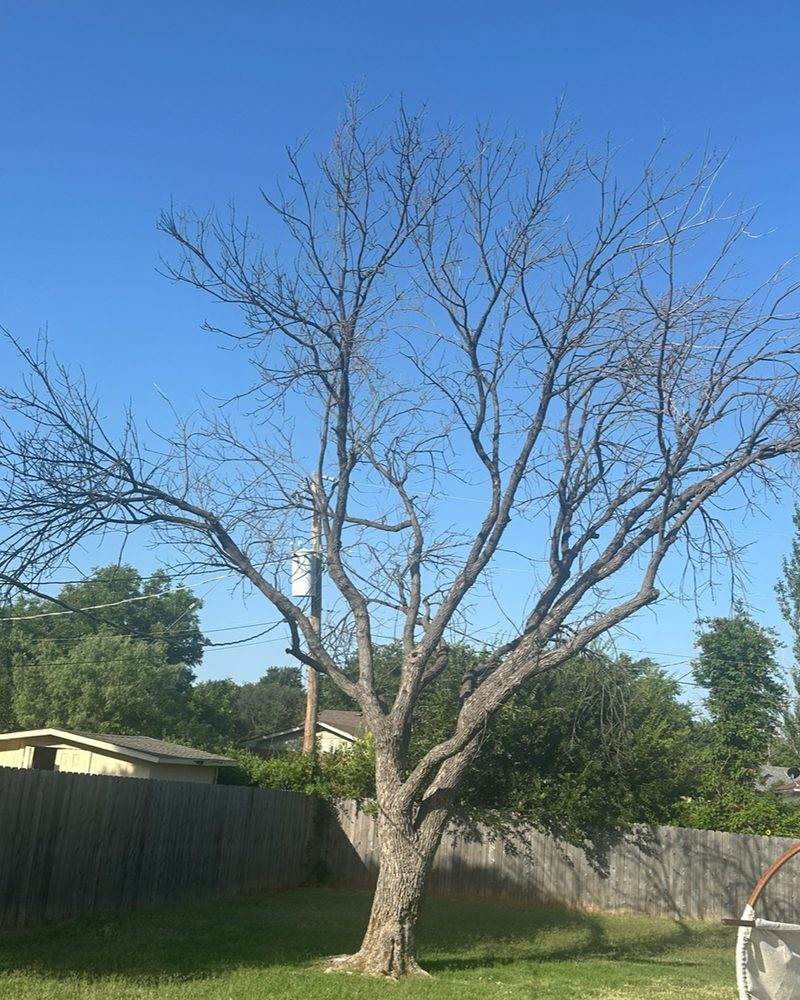 A dead, leafless tree standing in a fenced back yard