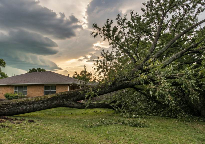 A large tree blown down across a residential yard and fence in Wichita Falls