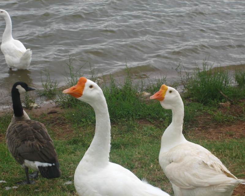 Gordon Lake in Iowa Park