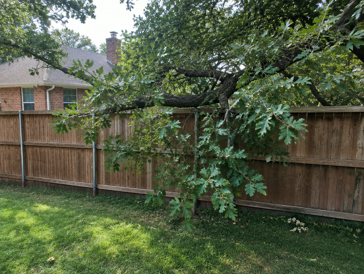 A tree branch crossing over a wood privacy fence from a neighbouring yard