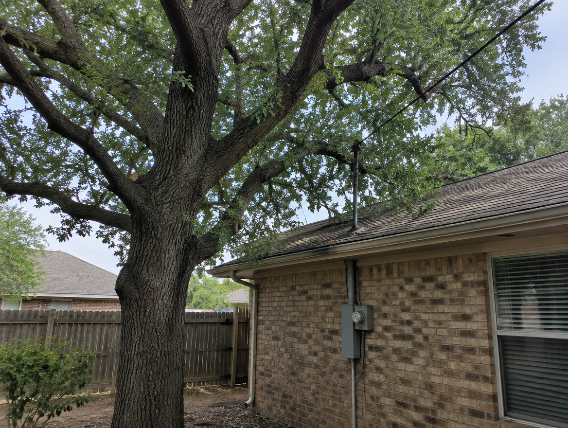 A tree canopy overhanging a roof with a service line running through the branches